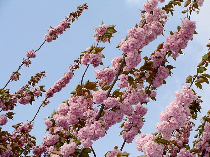 prunus serrulata, branches, leaves and blossoms