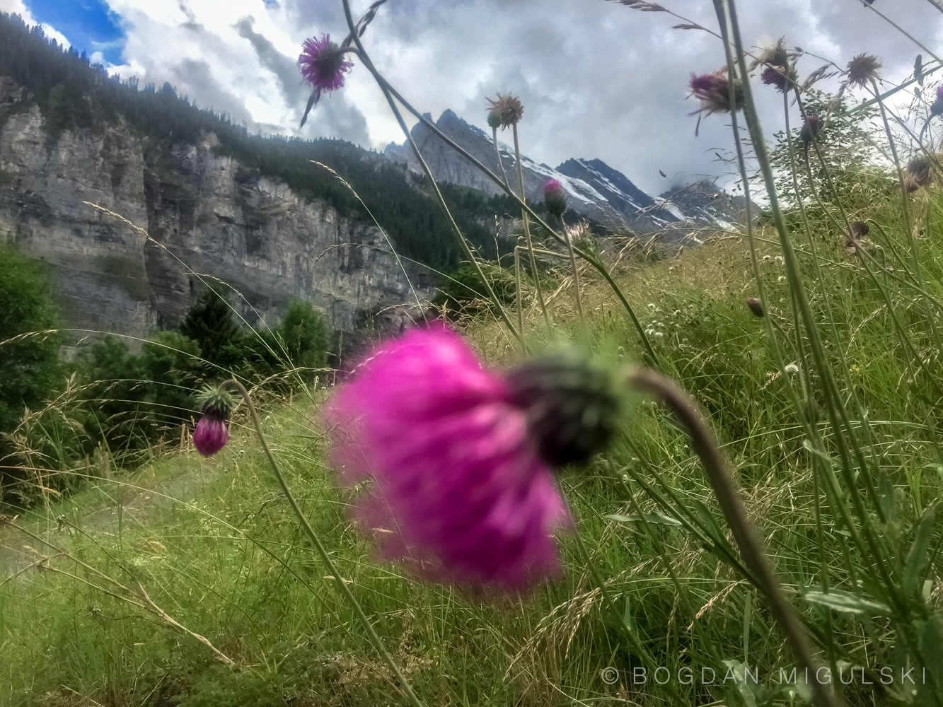 Magenta flower in the Swiss Alps