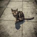 The Turkish Ambassador