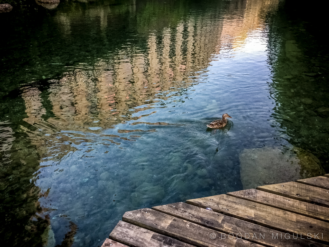 Lone Duck on the Limmat River