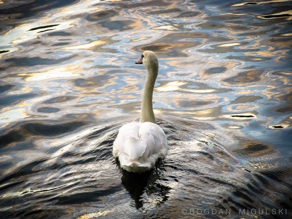 Swan gliding on the Vltava River, Prague.