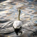 Swan gliding on the Vltava River, Prague.