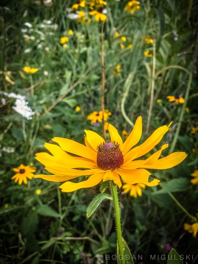 Randall’s Island Native Plant Garden: Great Photographic Opportunities