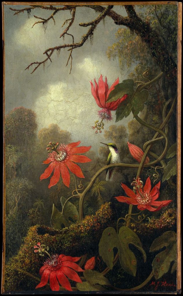 "Hummingbird and Passionflowers," by Martin Johnson Heade.