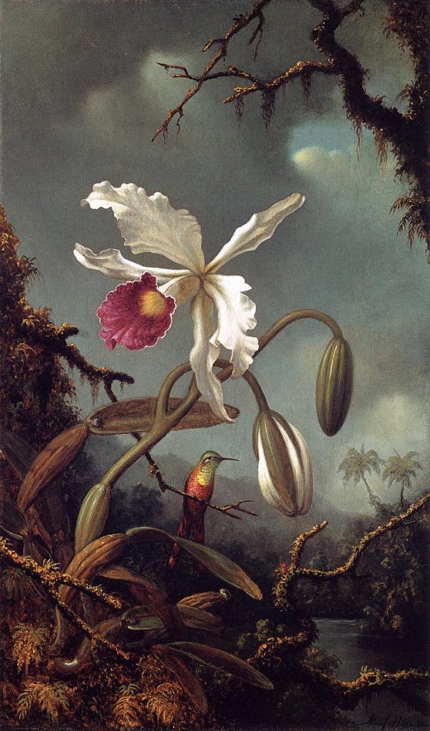 "White Brazilian Orchid," by Martin Johnson Heade