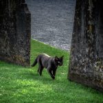Black cat in the cemetery of St. Canice's Cathedral