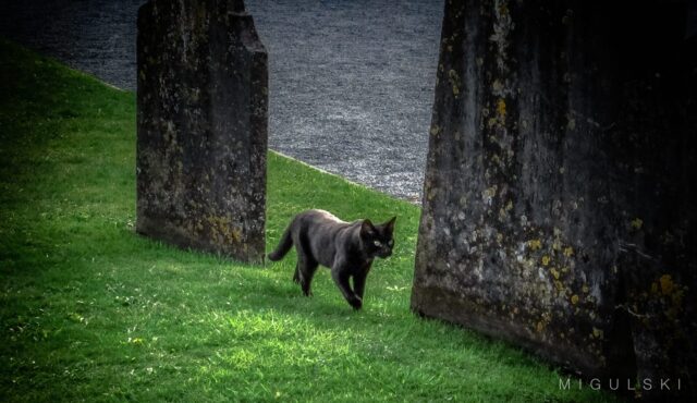 Black Cat in the Cemetery of St. Canice’s Cathedral