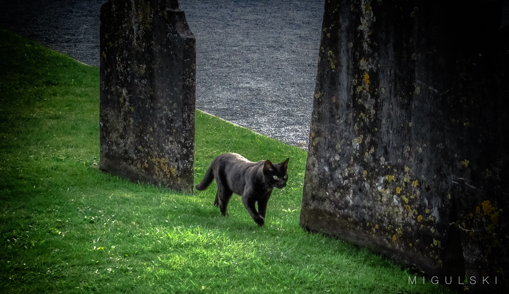 Black Cat in the Cemetery of St. Canice’s Cathedral