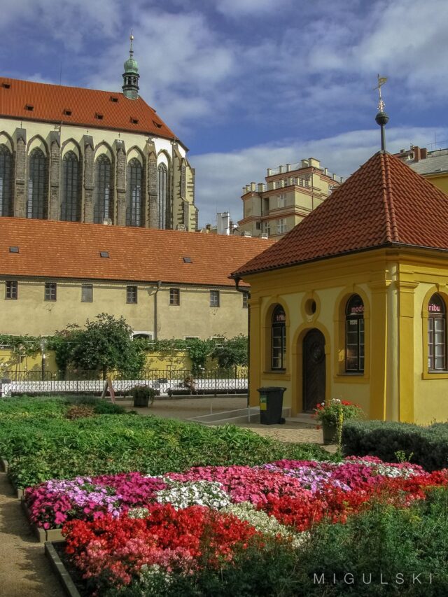 Bright Flowers in Prague