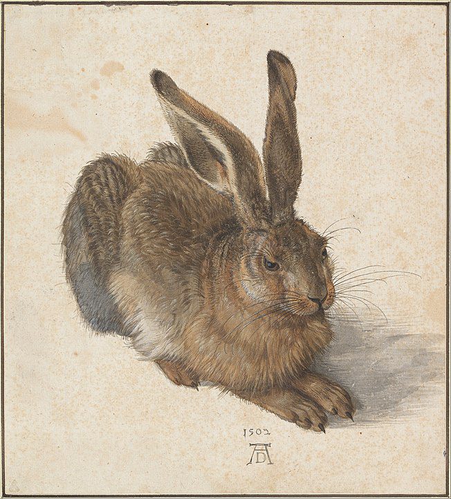 "Hare," by Albrecht Dürer.