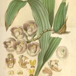 "Illustration Of Peristeria Pendula," by Valentine Bartholomew. Many of his exquisite botanical paintings were inspired by his wife, Ann Charlotte Bartholomew, and her writings.
