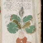 The Voynich Manuscript.