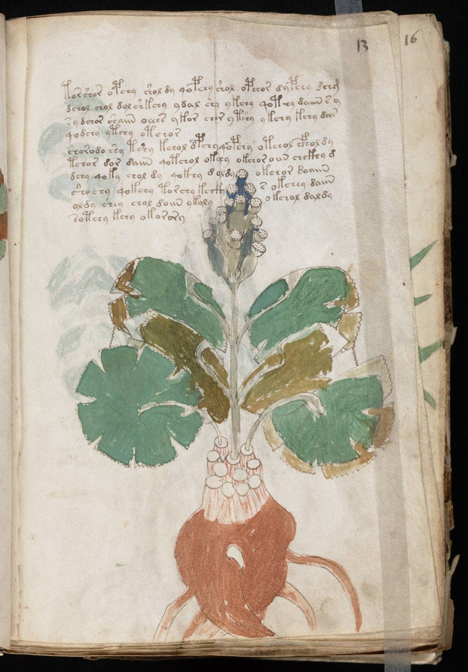 The Enigma of the Voynich Manuscript