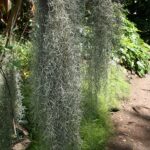 Spanish moss can be visually evocative.