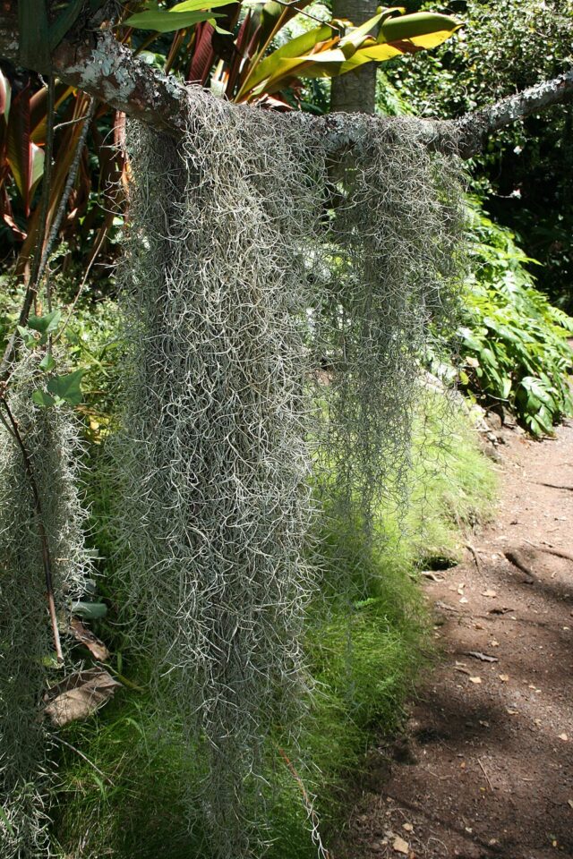 Veils of the South: The History of Spanish Moss in Art