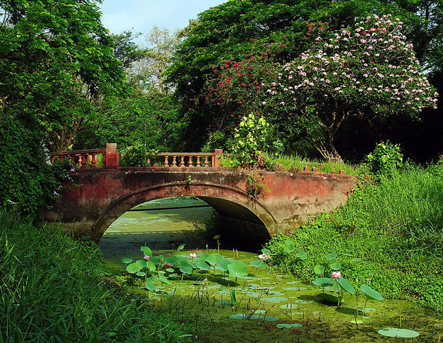 Artistic Wonders of Kolkata’s Great Botanical Garden