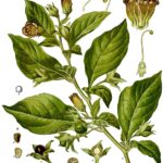 Medicinal illustration of belladonna.