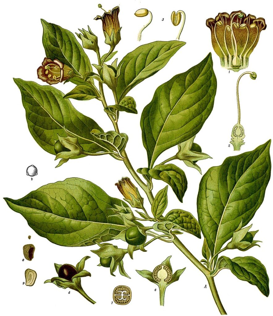 Medicinal illustration of belladonna.