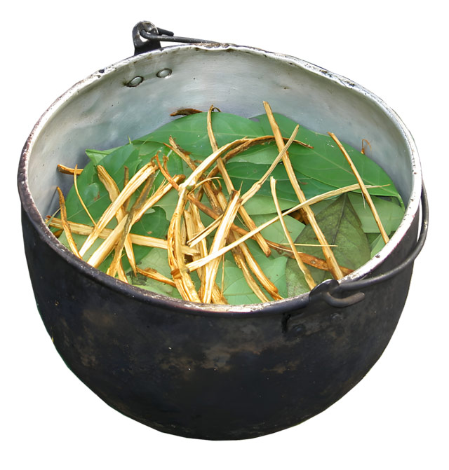 Ayahuasca and The Arts: Sacred Visions and Influence